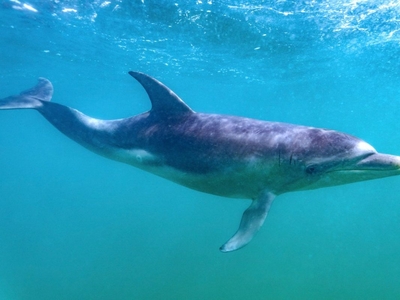 AWARD WINNING SEAL & DOLPHIN WATCHING CHARTER TOURISM BUSINESS FOR SALE VIC