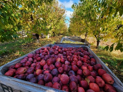 Allview Orchards
